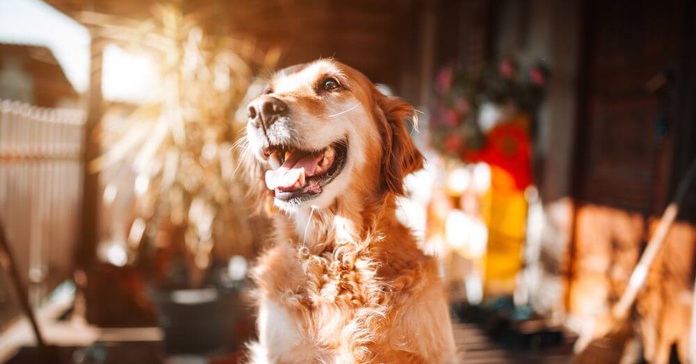 Bully Sticks Direct lifestyle