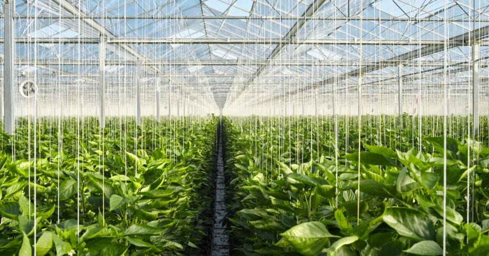 Natural Enemies lifestyle